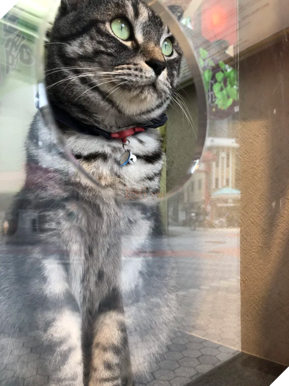  Nhân viên bán vé 4 chân trước cửa nhà hát Nhật Bản bỗng nổi như cồn vì sở hữu gương mặt cau có khó ở như đuổi khách! 2