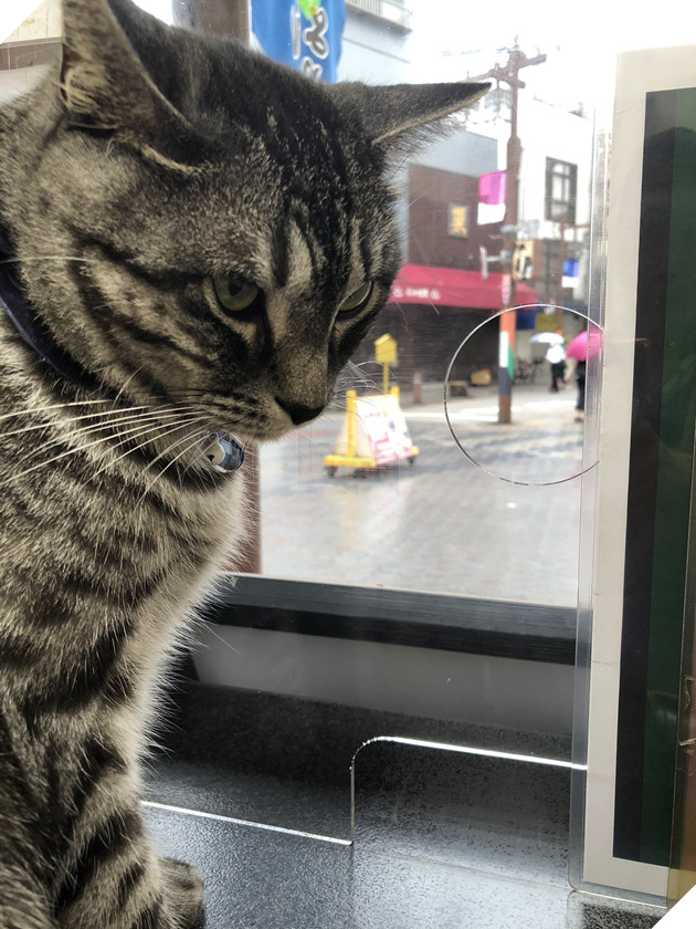  Nhân viên bán vé 4 chân trước cửa nhà hát Nhật Bản bỗng nổi như cồn vì sở hữu gương mặt cau có khó ở như đuổi khách! 13