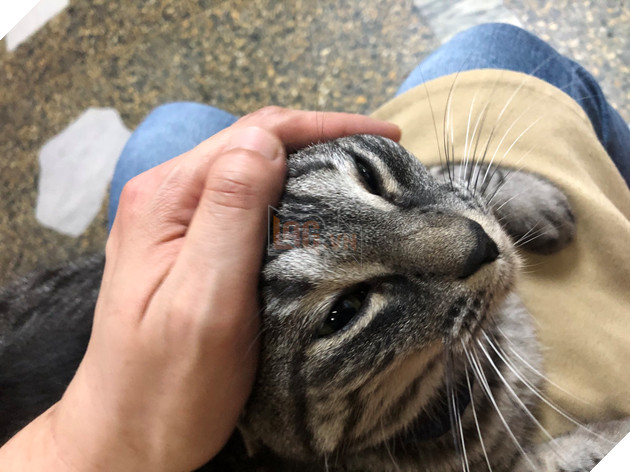  Nhân viên bán vé 4 chân trước cửa nhà hát Nhật Bản bỗng nổi như cồn vì sở hữu gương mặt cau có khó ở như đuổi khách! 14