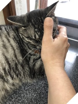  Nhân viên bán vé 4 chân trước cửa nhà hát Nhật Bản bỗng nổi như cồn vì sở hữu gương mặt cau có khó ở như đuổi khách! 15