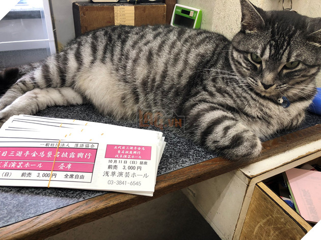  Nhân viên bán vé 4 chân trước cửa nhà hát Nhật Bản bỗng nổi như cồn vì sở hữu gương mặt cau có khó ở như đuổi khách! 6