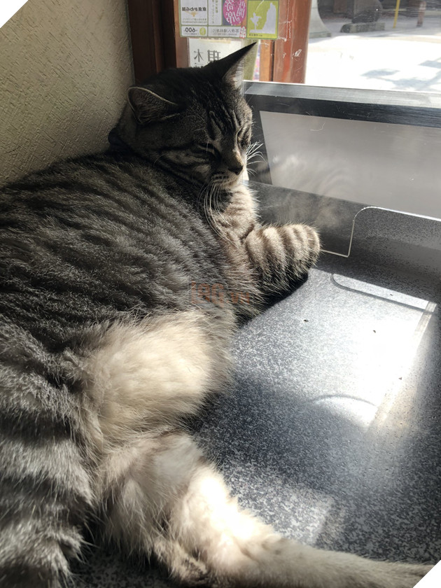  Nhân viên bán vé 4 chân trước cửa nhà hát Nhật Bản bỗng nổi như cồn vì sở hữu gương mặt cau có khó ở như đuổi khách! 10