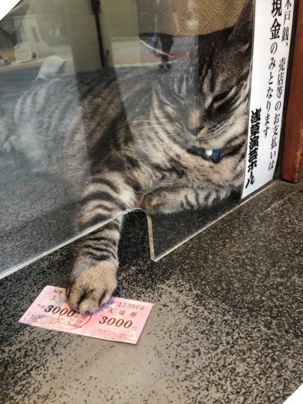  Nhân viên bán vé 4 chân trước cửa nhà hát Nhật Bản bỗng nổi như cồn vì sở hữu gương mặt cau có khó ở như đuổi khách!