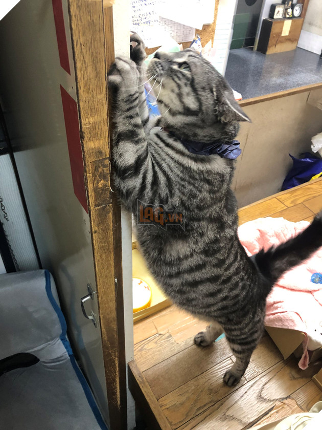  Nhân viên bán vé 4 chân trước cửa nhà hát Nhật Bản bỗng nổi như cồn vì sở hữu gương mặt cau có khó ở như đuổi khách! 12