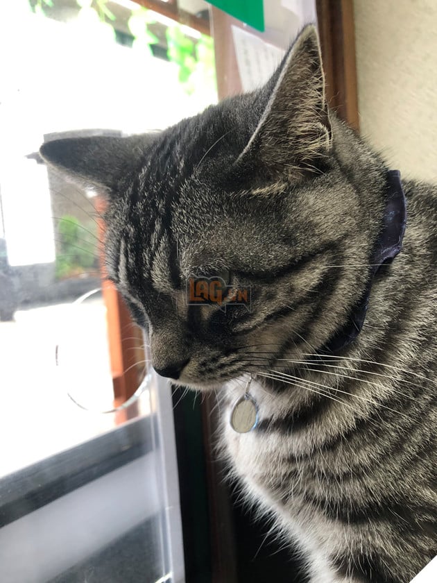  Nhân viên bán vé 4 chân trước cửa nhà hát Nhật Bản bỗng nổi như cồn vì sở hữu gương mặt cau có khó ở như đuổi khách! 11