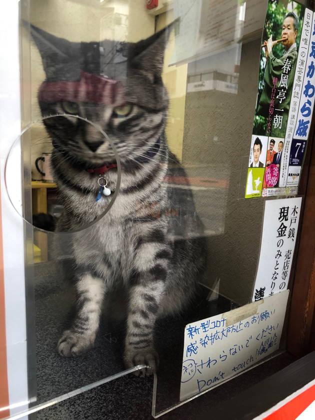  Nhân viên bán vé 4 chân trước cửa nhà hát Nhật Bản bỗng nổi như cồn vì sở hữu gương mặt cau có khó ở như đuổi khách! 5