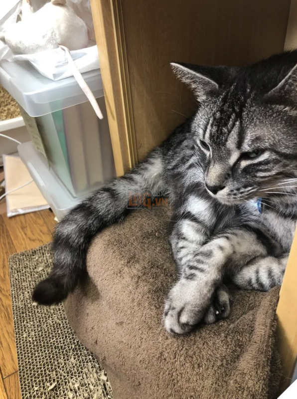  Nhân viên bán vé 4 chân trước cửa nhà hát Nhật Bản bỗng nổi như cồn vì sở hữu gương mặt cau có khó ở như đuổi khách! 7