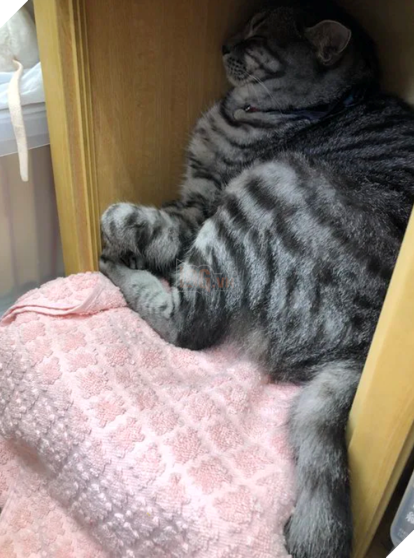  Nhân viên bán vé 4 chân trước cửa nhà hát Nhật Bản bỗng nổi như cồn vì sở hữu gương mặt cau có khó ở như đuổi khách! 8