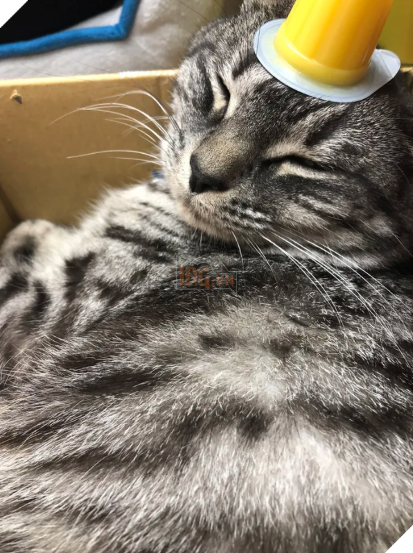  Nhân viên bán vé 4 chân trước cửa nhà hát Nhật Bản bỗng nổi như cồn vì sở hữu gương mặt cau có khó ở như đuổi khách! 9