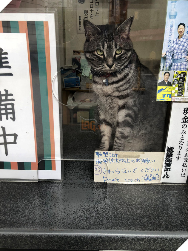  Nhân viên bán vé 4 chân trước cửa nhà hát Nhật Bản bỗng nổi như cồn vì sở hữu gương mặt cau có khó ở như đuổi khách! 3