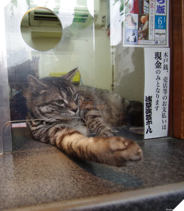 &quot;Nhân viên bán vé&quot; 4 chân trước cửa nhà hát Nhật Bản bỗng nổi như cồn vì sở hữu gương mặt cau có khó ở như đuổi khách! - Ảnh 6.