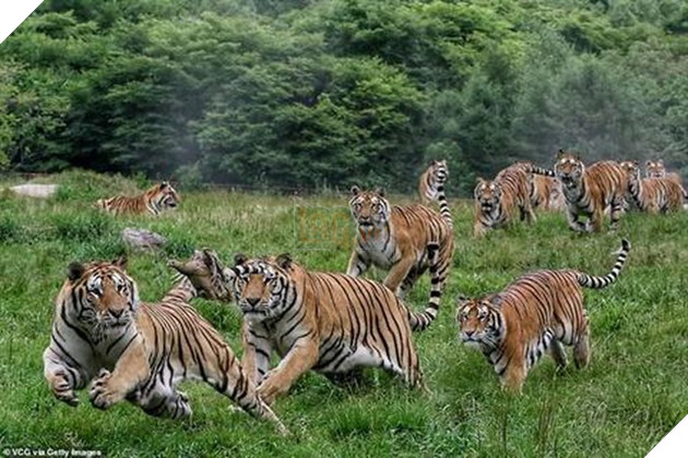 Cảnh tượng hiếm có: Cả đàn hổ Siberia hùng hục đuổi theo bắt chim trong bất lực 2