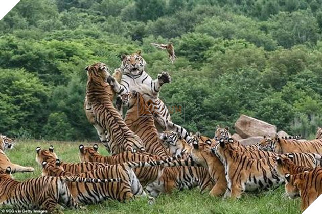 Cảnh tượng hiếm có: Cả đàn hổ Siberia hùng hục đuổi theo bắt chim trong bất lực 3