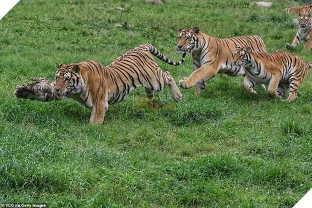 Cảnh tượng hiếm có: Cả đàn hổ Siberia hùng hục đuổi theo bắt chim trong bất lực