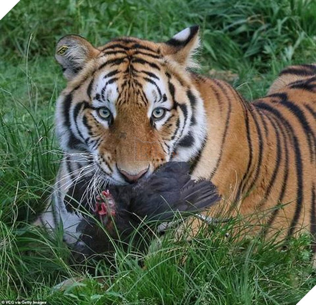 Cảnh tượng hiếm có: Cả đàn hổ Siberia hùng hục đuổi theo bắt chim trong bất lực 5