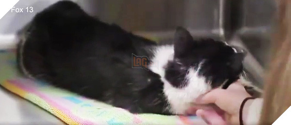 Bị chôn sống, mèo "thây ma" vẫn thoát chết, bò lên khỏi mộ sau 5 ngày 2