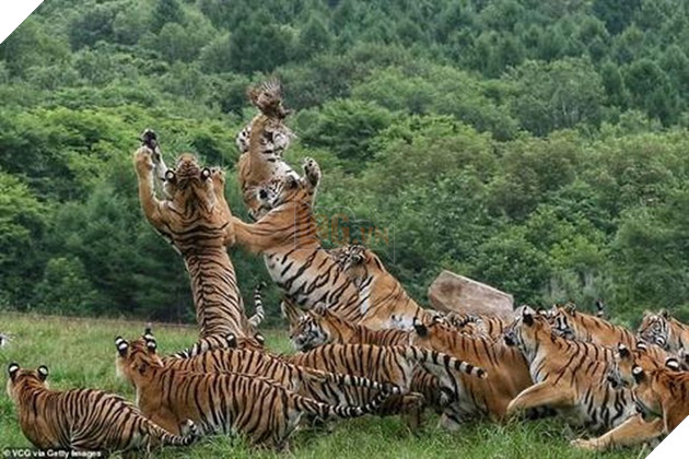 Cảnh tượng hiếm có: Cả đàn hổ Siberia hùng hục đuổi theo bắt chim trong bất lực 4