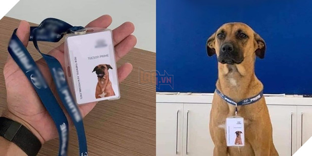 Chú chó thất nghiệp bất ngờ trở thành nhân viên của hãng xe ô tô - Hình 3
