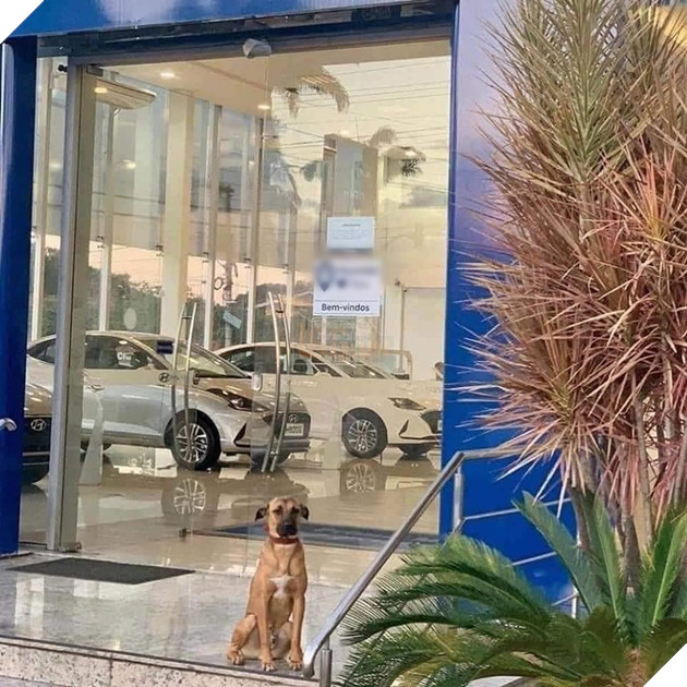 Chú chó thất nghiệp bất ngờ trở thành nhân viên của hãng xe ô tô - Hình 2