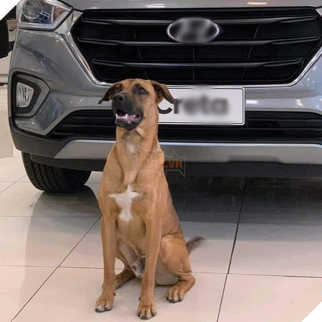 Chú chó thất nghiệp bất ngờ trở thành nhân viên của hãng xe ô tô - Hình 1