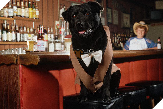 Chú chó thất nghiệp bất ngờ trở thành nhân viên của hãng xe ô tô - Hình 6