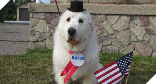 Chú chó thất nghiệp bất ngờ trở thành nhân viên của hãng xe ô tô - Hình 5