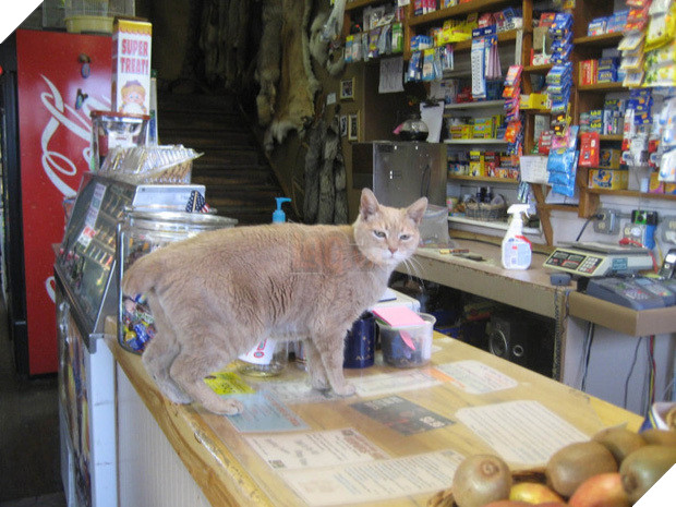 Chú chó thất nghiệp bất ngờ trở thành nhân viên của hãng xe ô tô - Hình 7