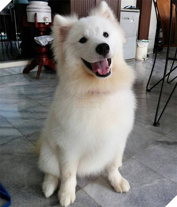  
Samoyed là những em cún mũm mĩm nhưng hay nũng nịu như trẻ con, lại còn có bộ lông mịn màng trắng như bông (Ảnh minh họa: arnissa90)