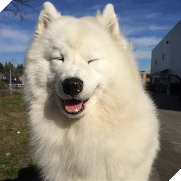  
Làm sao có thể cưỡng lại được khi thấy chúng cười tít mắt thế này cơ chứ (Ảnh minh họa: samoyedrocky)