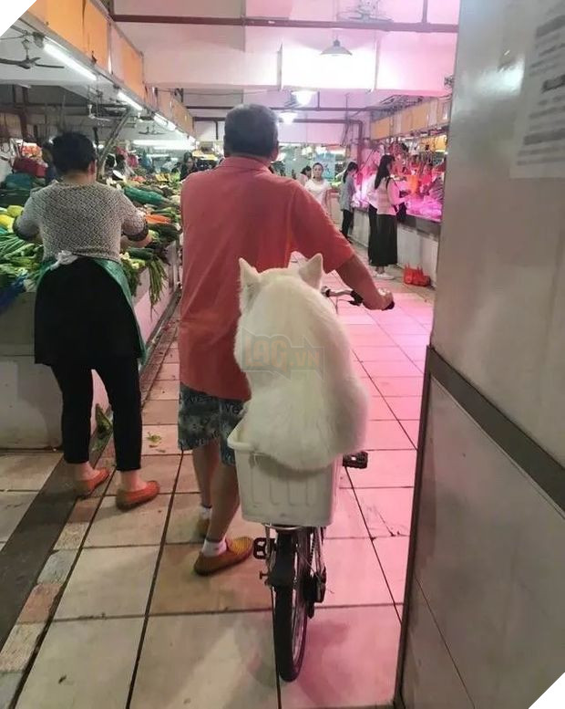  
Đã có ai thử chở thú cưng cùng đi chợ như ông chú này chưa (Ảnh: Weibo)