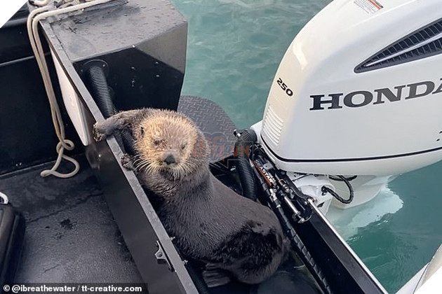 Bị cá voi truy sát, Rái cá nhảy lên thuyền của Hooman để trốn