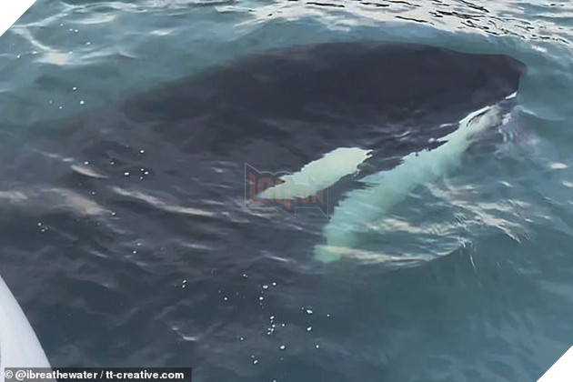 Bị cá voi truy sát, Rái cá nhảy lên thuyền của Hooman để trốn 2