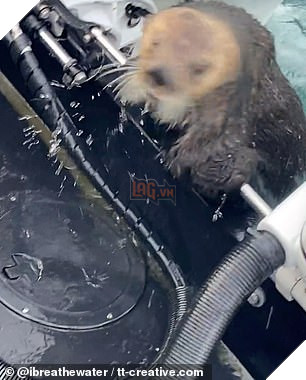 Bị cá voi truy sát, Rái cá nhảy lên thuyền của Hooman để trốn 3