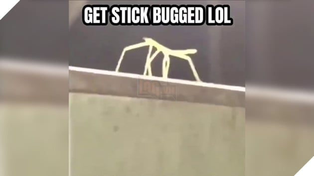 Meme Get Stick Bugged là gì, bắt nguồn từ đâu và xuất hiện ở mọi video