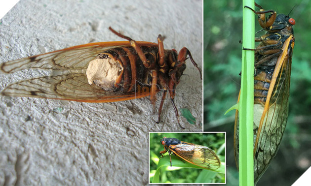 Chùm ảnh nấm ảo giác biến ve sầu thành xác sống nghiện tình dục kinh dị như phim 3