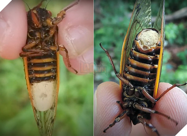 Chùm ảnh nấm ảo giác biến ve sầu thành xác sống nghiện tình dục kinh dị như phim 2