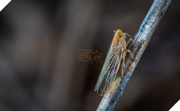 Chùm ảnh nấm ảo giác biến ve sầu thành xác sống nghiện tình dục kinh dị như phim