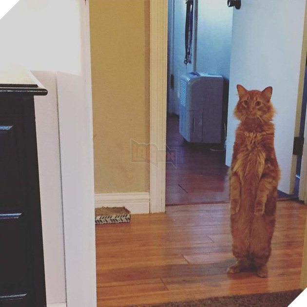 Loạt mèo xứng đáng nhận giải Oscar vì lúc nào cũng drama - Ảnh 7.