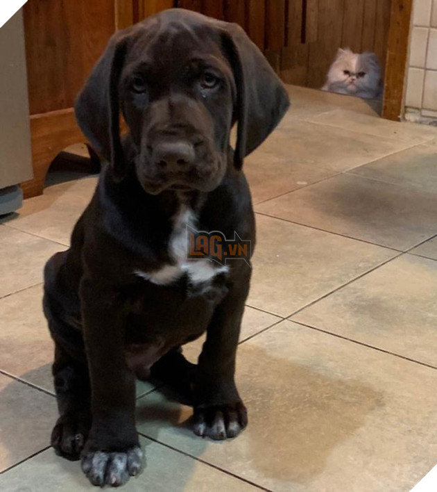 Loạt mèo xứng đáng nhận giải Oscar vì lúc nào cũng drama - Ảnh 17.