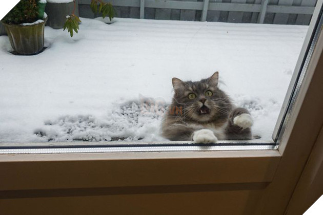 Loạt mèo xứng đáng nhận giải Oscar vì lúc nào cũng drama - Ảnh 13.