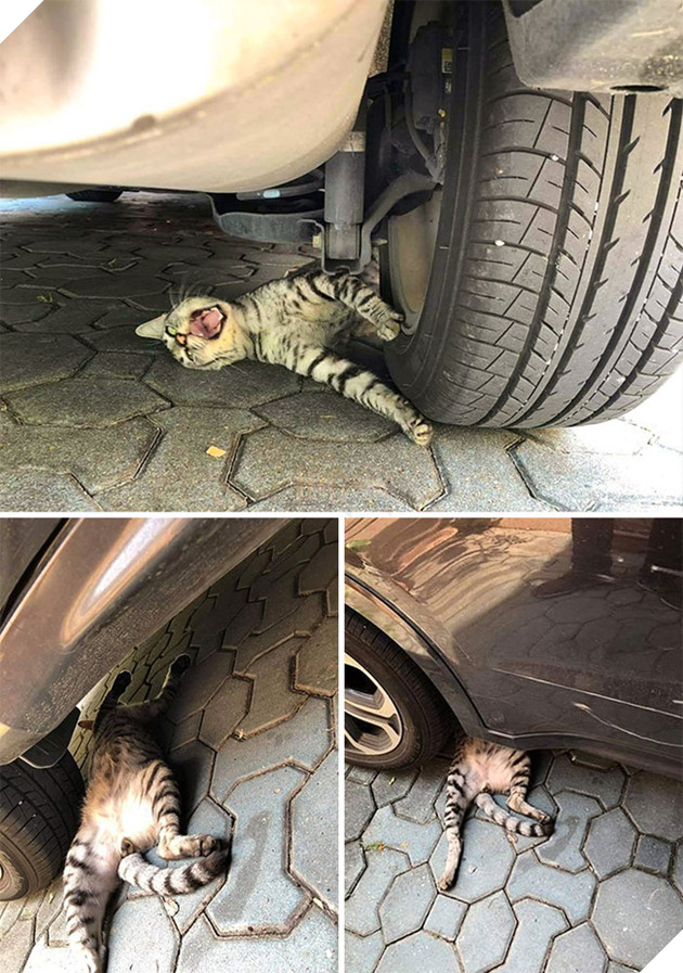 Loạt mèo xứng đáng nhận giải Oscar vì lúc nào cũng drama - Ảnh 1.