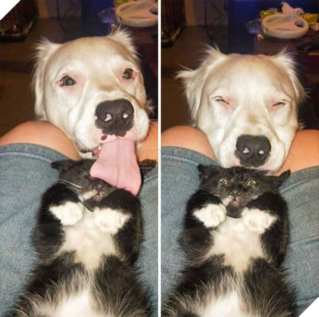 Loạt mèo xứng đáng nhận giải Oscar vì lúc nào cũng drama - Ảnh 5.