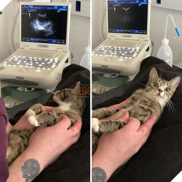 Loạt mèo xứng đáng nhận giải Oscar vì lúc nào cũng drama - Ảnh 9.