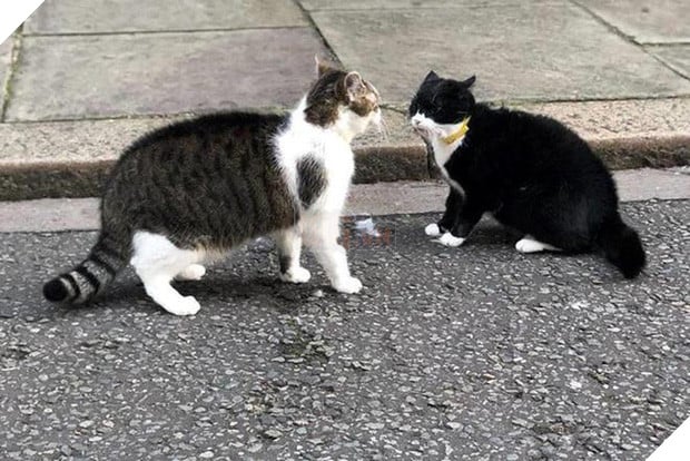 Mèo Palmerston - tổng quản diệt chuột hàng đầu nước Anh đã chính thức về hưu - Ảnh 5.