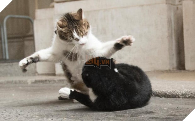 Mèo Palmerston - tổng quản diệt chuột hàng đầu nước Anh đã chính thức về hưu - Ảnh 6.