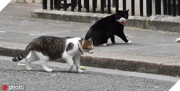 Mèo Palmerston - tổng quản diệt chuột hàng đầu nước Anh đã chính thức về hưu - Ảnh 4.