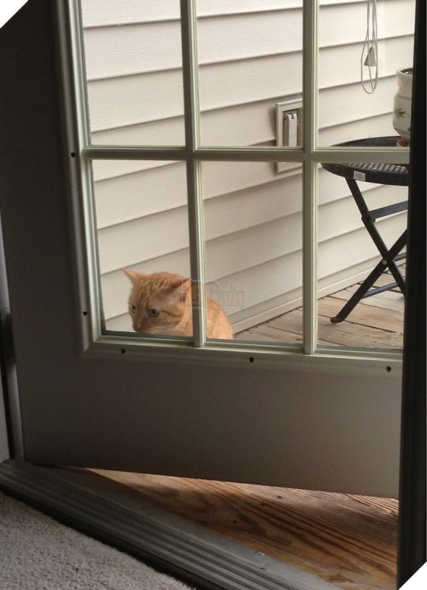 Loạt mèo ngớ ngẩn khiến bạn vừa tức vừa buồn cười - Ảnh 13.