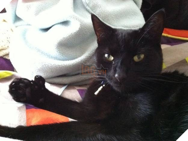 Loạt mèo ngớ ngẩn khiến bạn vừa tức vừa buồn cười - Ảnh 2.