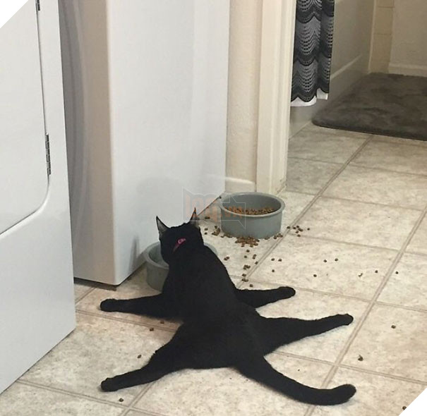 Loạt mèo ngớ ngẩn khiến bạn vừa tức vừa buồn cười - Ảnh 11.