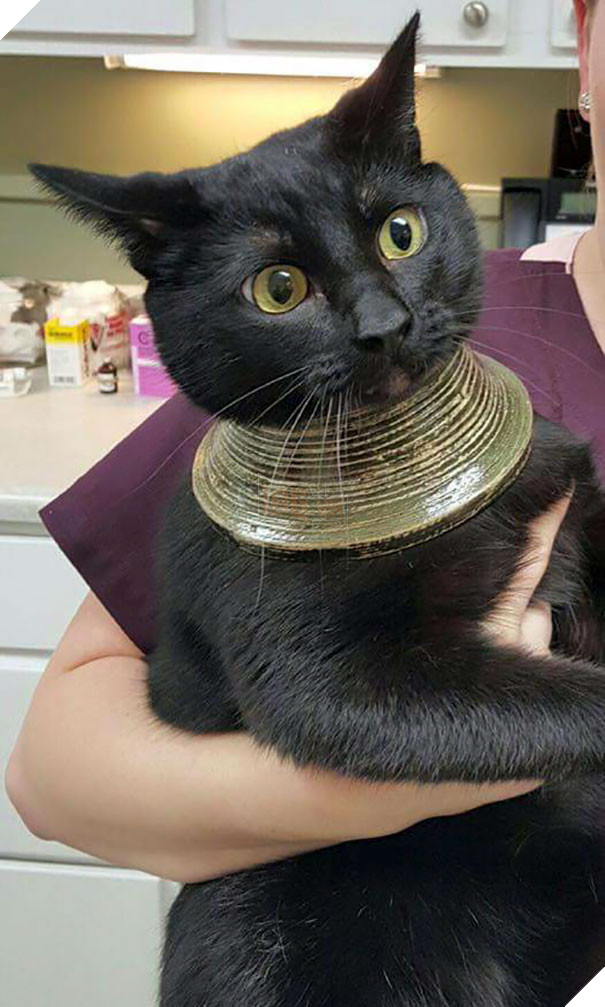 Loạt mèo ngớ ngẩn khiến bạn vừa tức vừa buồn cười - Ảnh 15.